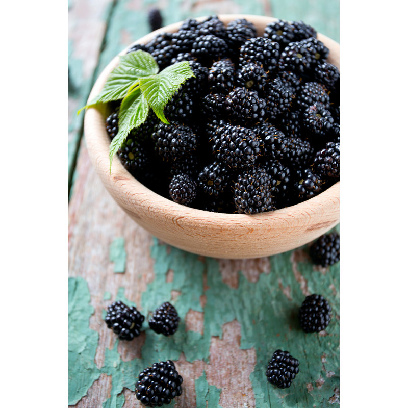 Blackberries by Diana Taliun - Wrapped Canvas Print, 46cm H x 30cm W x 3.8cm D