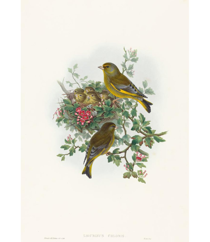 "Ligurinus Chloris" par John Gould - Art mural sur toile tendue avec châssis, H 24 po x l 17 po