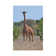 Reticulated Giraffe Frontal by Elmar Weiss - Print on Canvas