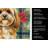 Gold Lhasa Apso Christmas PoinsettIas Kitchen Towel-2080584151