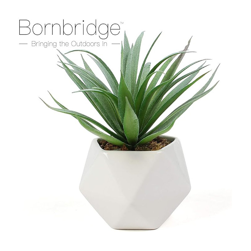 Fausse plante grasse 2,75 po Macroacantha