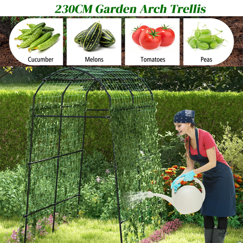 Rohila 230cm H x 160cm W Metal Arched