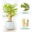 Anilya Faux Bamboo Plant-1266186501
