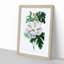 White Hibiscus Flower - Framed Print-55641270-55641271
