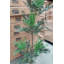 Fire Retardant Artificial Tree 165 cm H Faux Palm Tree Plant in Plastic Pot Liner
