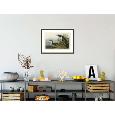 «Great Northern Diver or Loon» par John James Audubon, impression giclée sur cadre