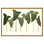 Arum Italicum Garden Print by Sandy Whitaker