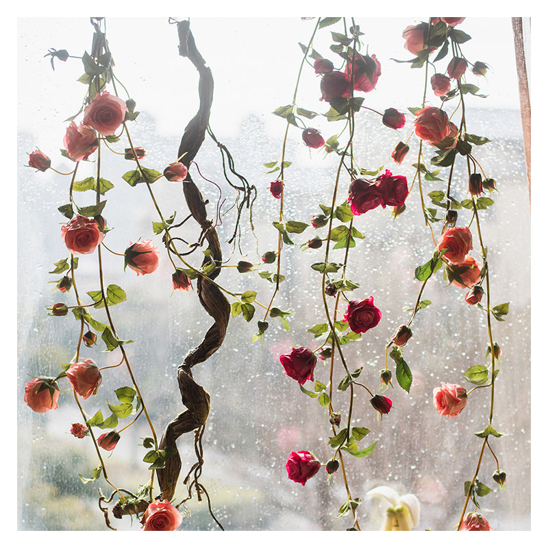Branche rose, Rose vif