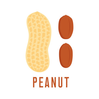 Peanut Icon - Wrapped Canvas Print