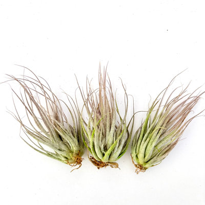 Air Plant Ehlersiana 2PK 3"-4"