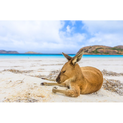 Kangaroo On White Sand by Bennymarty - Wrapped Canvas Print