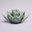 Landaverde Grey Ceramic Succulent