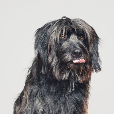Sheepdog Studio Portrait by Sensorspot