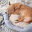 Lit pour tout-petits confortable et confortable CownleTown-103894223-103894228