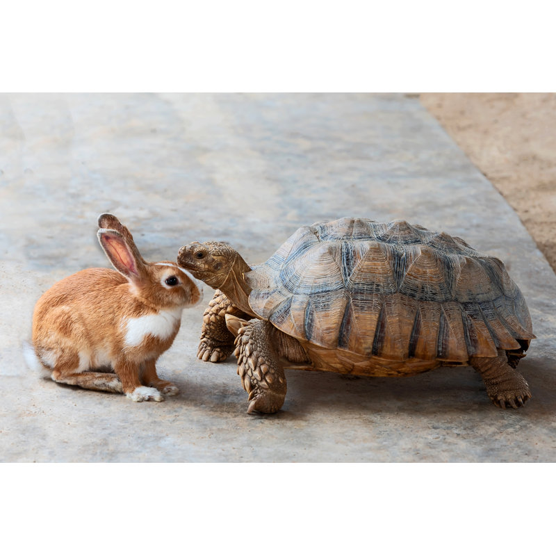 Rabbit And Turtle - Wrapped Canvas Print, 61cm H x 91cm W x 3.8cm D