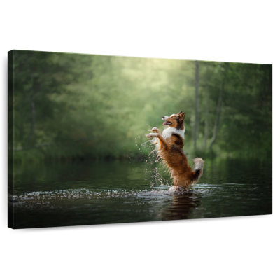 Playful Lake Dog