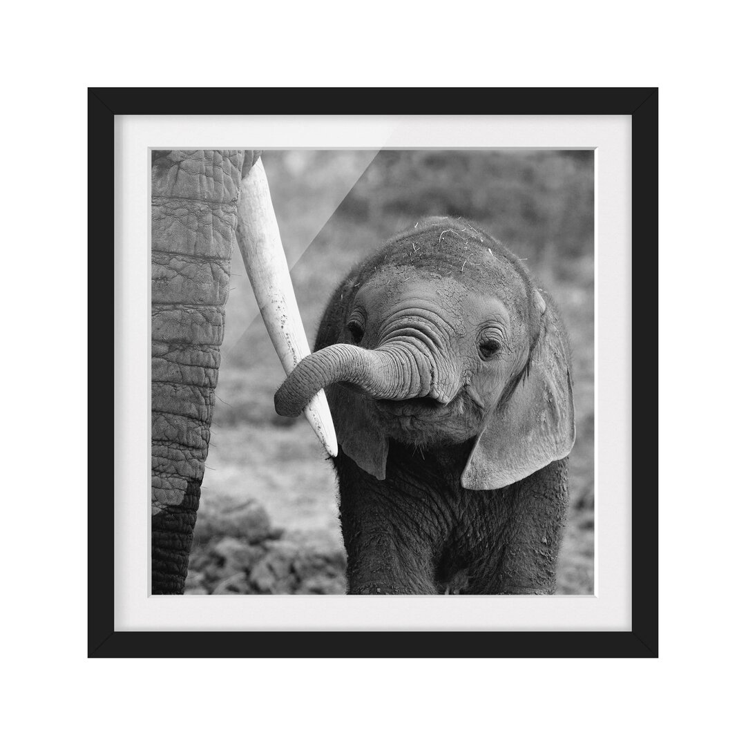 Gerahmtes Poster Baby-Elefant