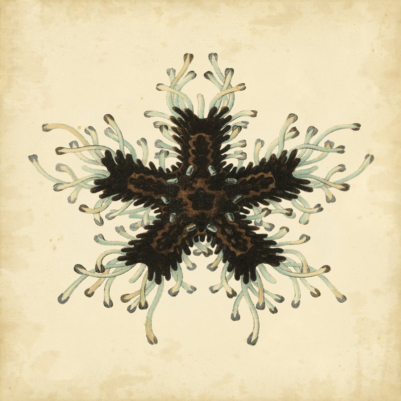 Gems Of The Sea III by Vision Studio - Wrapped Canvas Print, 30cm H x 30cm W x 3.8cm D
