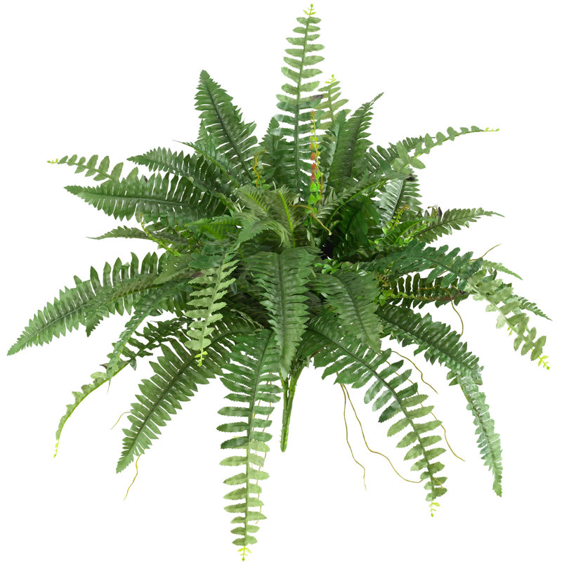 Ensemble de 2 plantes fougères Boston, H 15 po x l 40 po x p 40 po