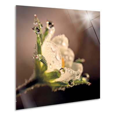 Flower With Dew Drops by Giallobus - No Frame Print on Plastic / Acrylic