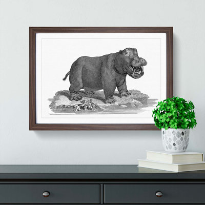 Hippopotamus in Black and White by George Shaw - Picture Frame Drawing Print