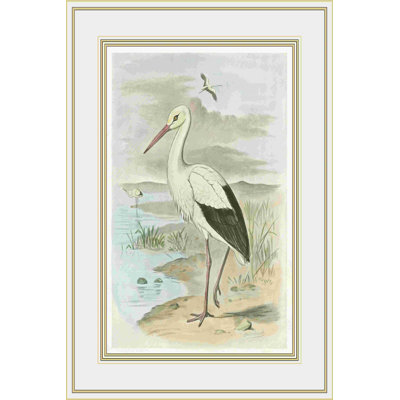 Cigogne blanche