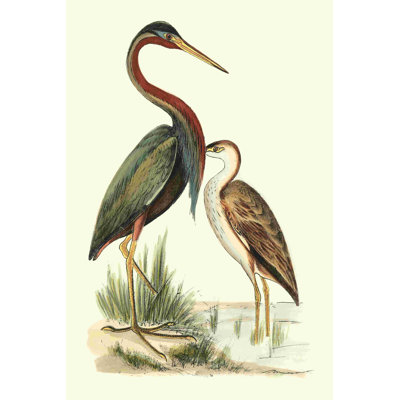 Oiseaux d'eau III