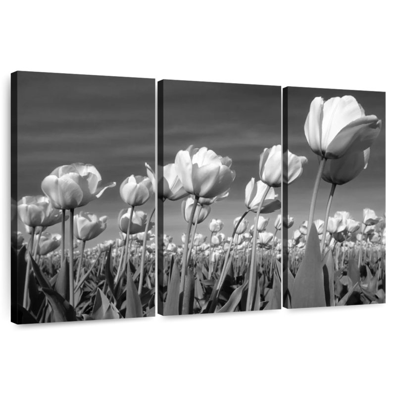 Harnek Monochrome Tulip Field, 20" H x 33" W