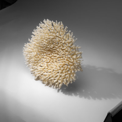 Corail de table blanc véritable (1,5 lb)