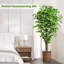 180cm Plant