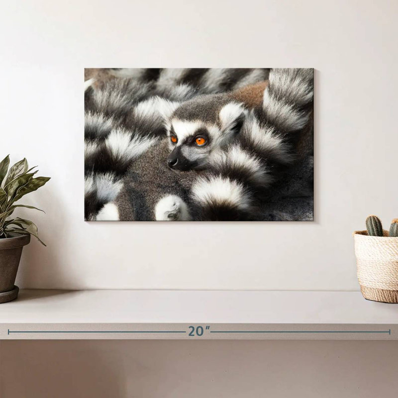 Crowle Ring-Tailed Lemur, 8" H x 12" W