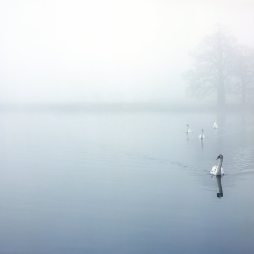 Approaching Swans von BeholdingEye - Kunstdrucke ohne Rahmen auf Leinwand