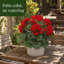 Silk Geranium Bush avec 7 têtes intérieur / extérieur