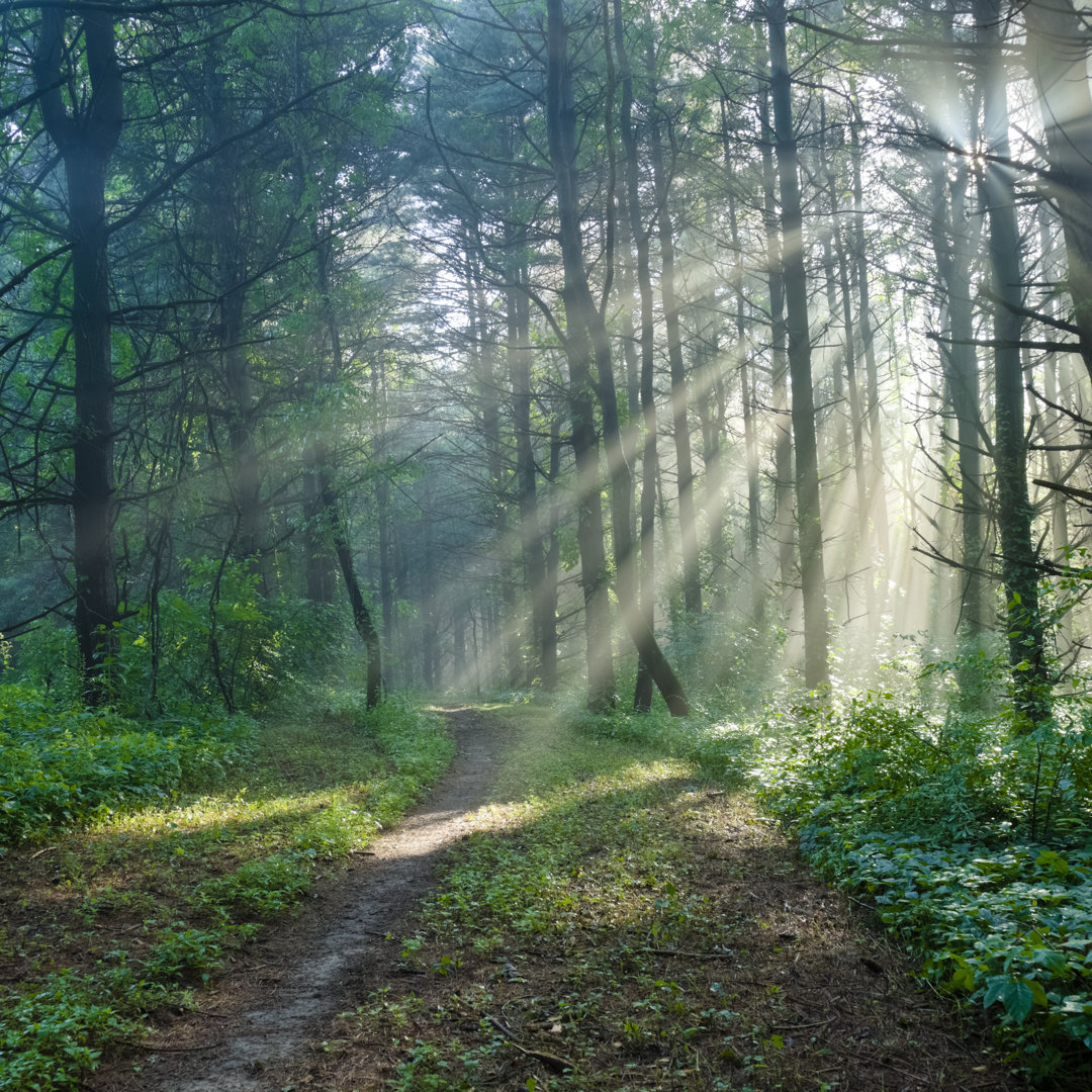 Sonnenstrahlen auf einem Waldweg von Drnadig - Drucken