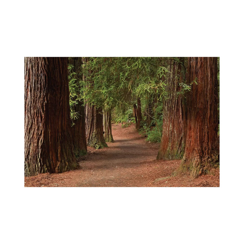 Walking Track Through The Redwoods (Whakarewarewa Forest), Rotorua, North Island, New Zealand by David Wall - Wrapped Canvas Print