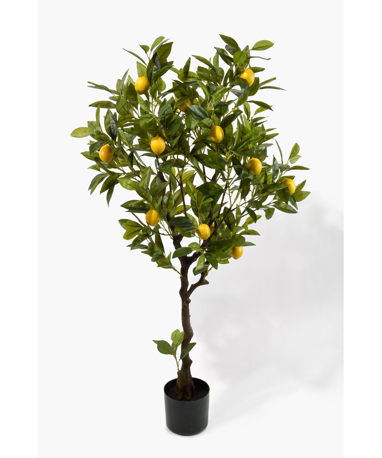 47" Lemon Tree in Pot