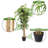60 " H Faux Bamboo Tree in Plastic Planter