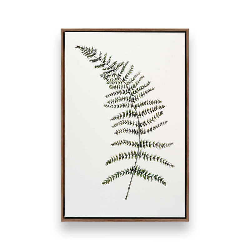 Reproduction d'art «Quiet Fern Study» par Dollybirds, H 25,25 po x l 25 po, Toile avec cadre noyer