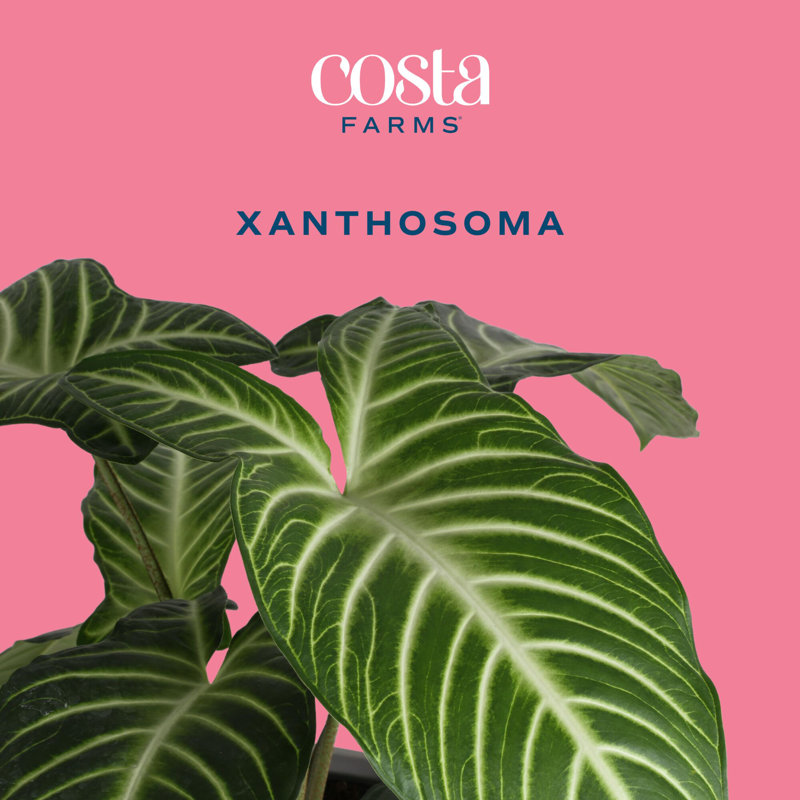 Xanthosoma in Ceramic Planter