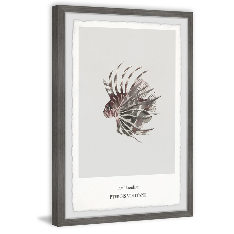 Red Lionfish - Single Picture Frame Print, 30cm H x 20cm W x 3.81cm D