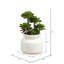 Plante grasse en pot