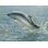 «Saumon sur toile» par Wellington Studio, reproduction