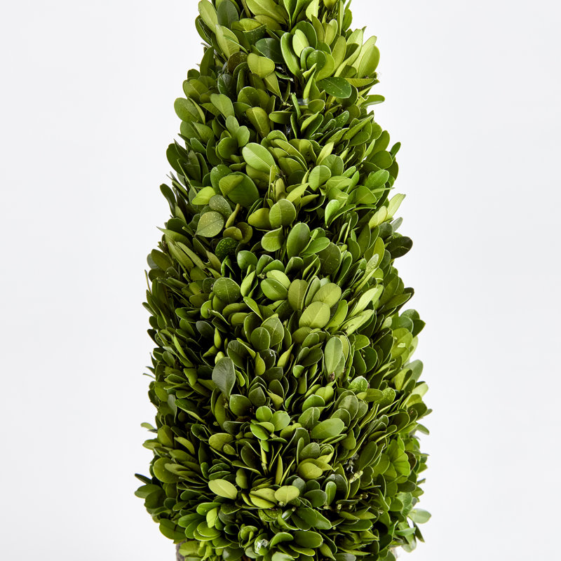 Alby Faux Plant, 12" H x 4" W x 4" D