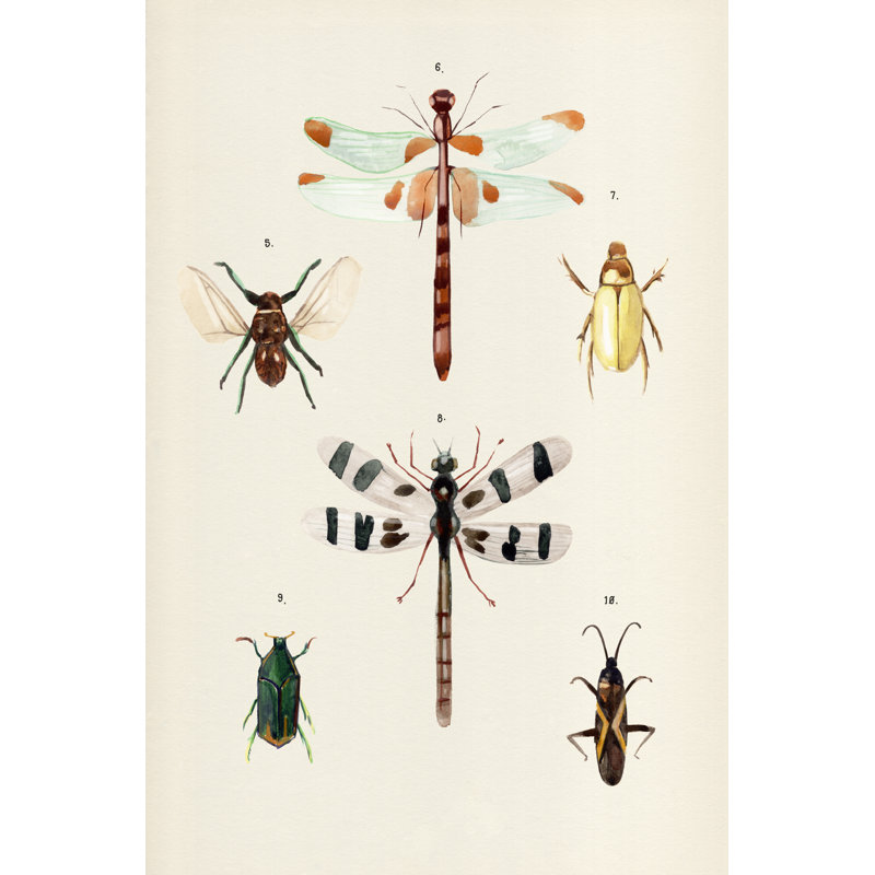 Insect Varieties II by Annie Warren - Wrapped Canvas Print, 91cm H x 61cm W x 3.8cm D