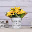 11,8 Plante