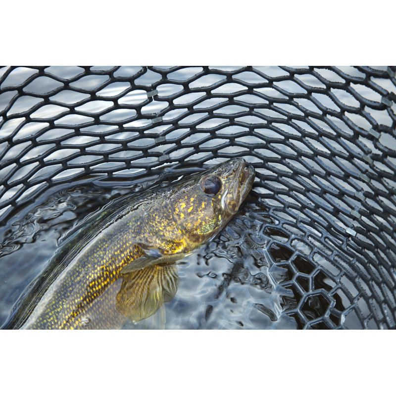 Close up of a Nice Walleye in the Net by Willard - Wrapped Canvas Photograph Print, 30cm H x 46cm W x 3.8cm D