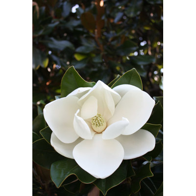«Beautiful White Magnolia» par Claranila - Photographie sur toile tendue
