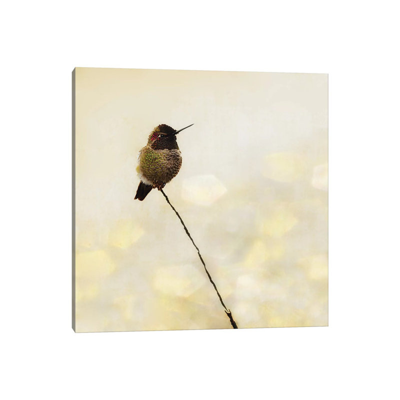 Hummingbird by MScottPhotography - Wrapped Canvas Print, 45.72 cm H x 45.72 cm W
