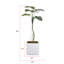 Plante de 65 po-1293565934