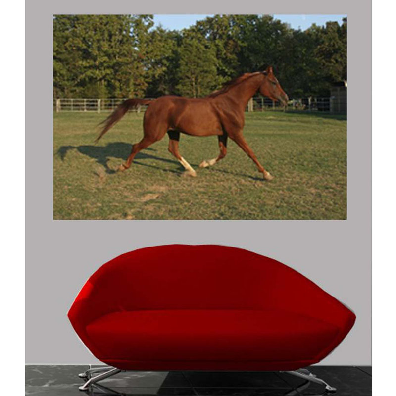 Affiche trotteuse cheval brillant, H 33,5 po x l 48 po x p 0,1 po